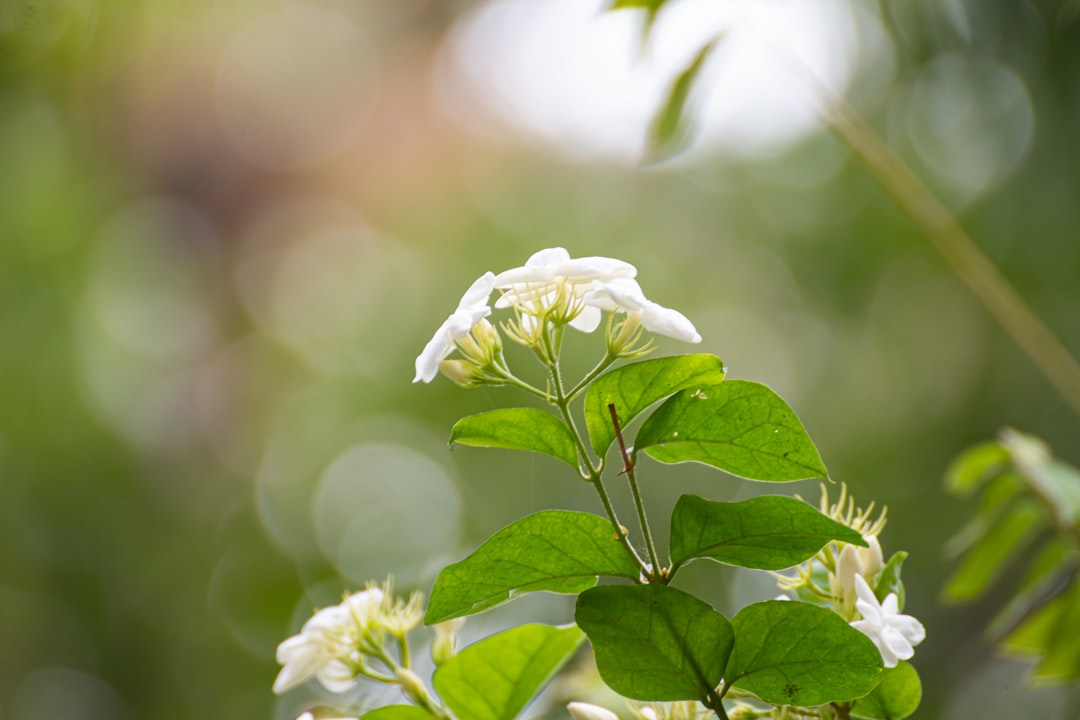 White jasmine flowers bloom on a green plant.