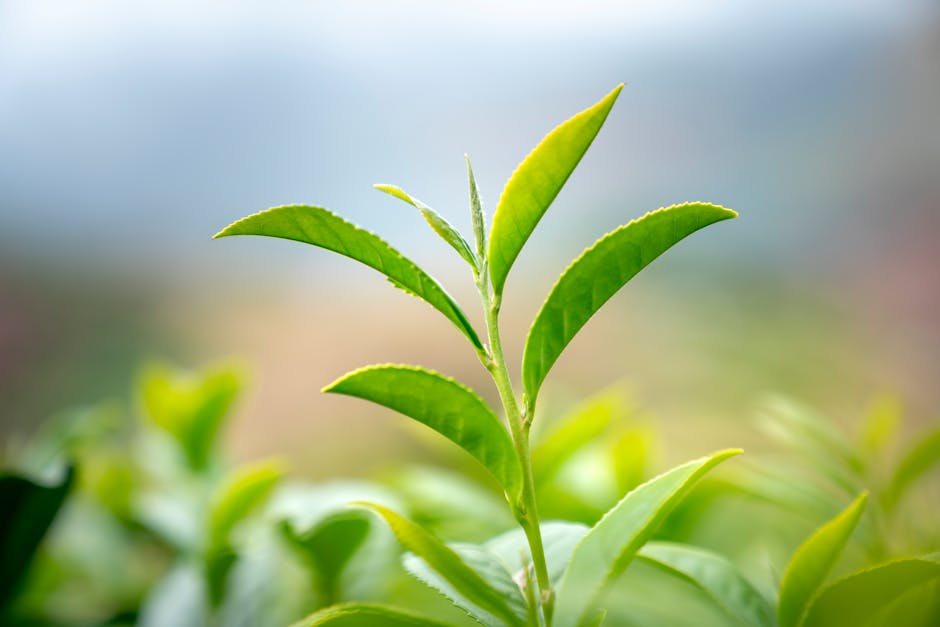 Vibrant green tea leaves captured in close-up with a blurred natural background.