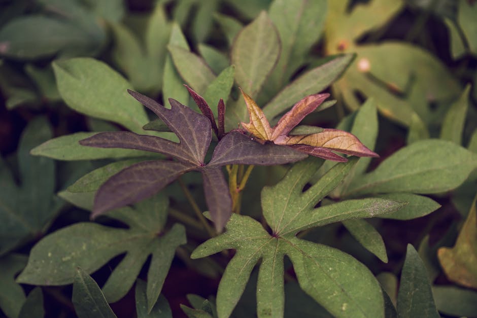 Detailed close-up of sweet potato leaves with unique colors in a garden in Yogyakarta, Indonesia.